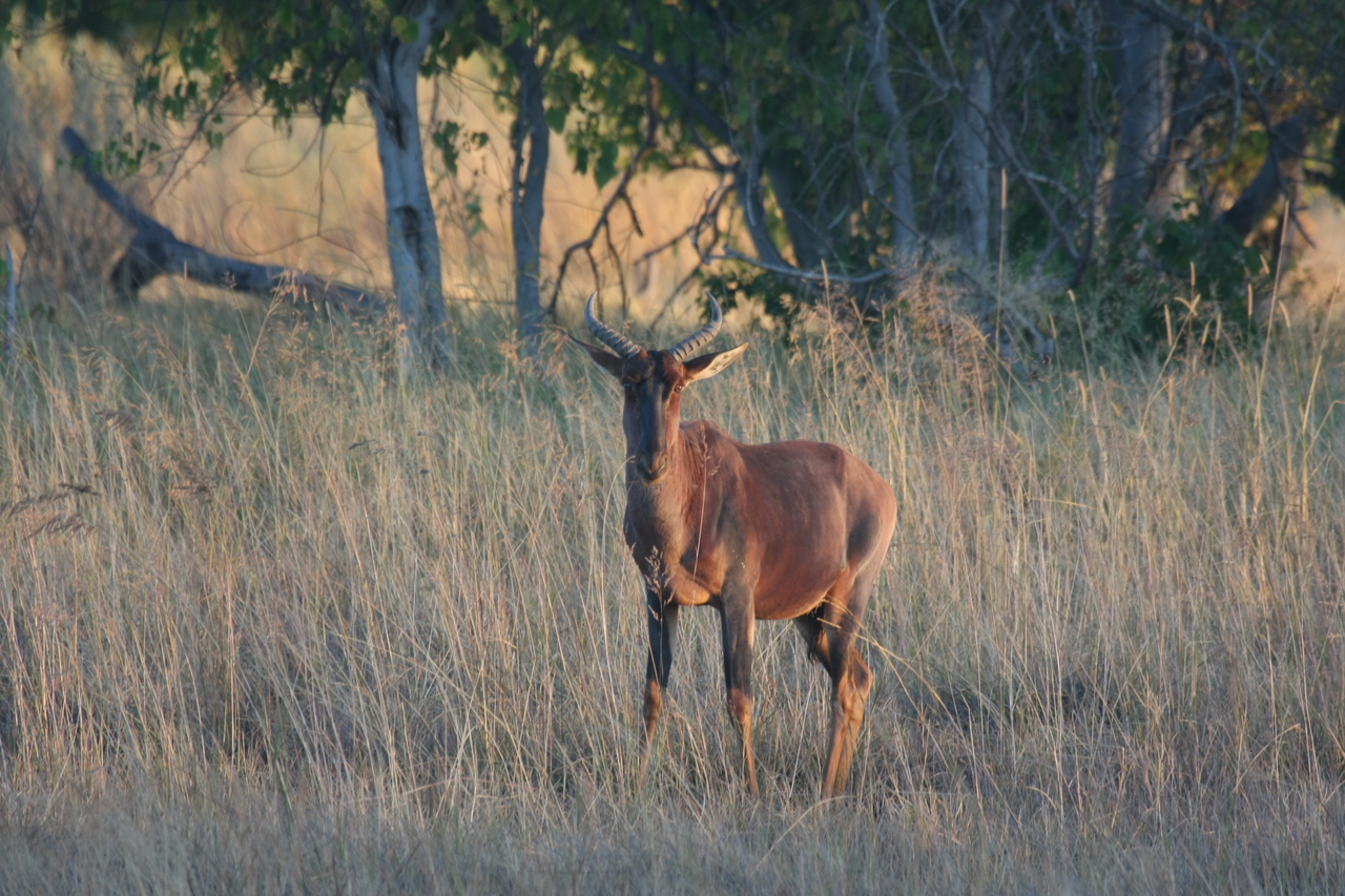 [17663] 2016_06_28_01_15_04_Africa_Canon_EOS_40D_IMG__10369.jpg