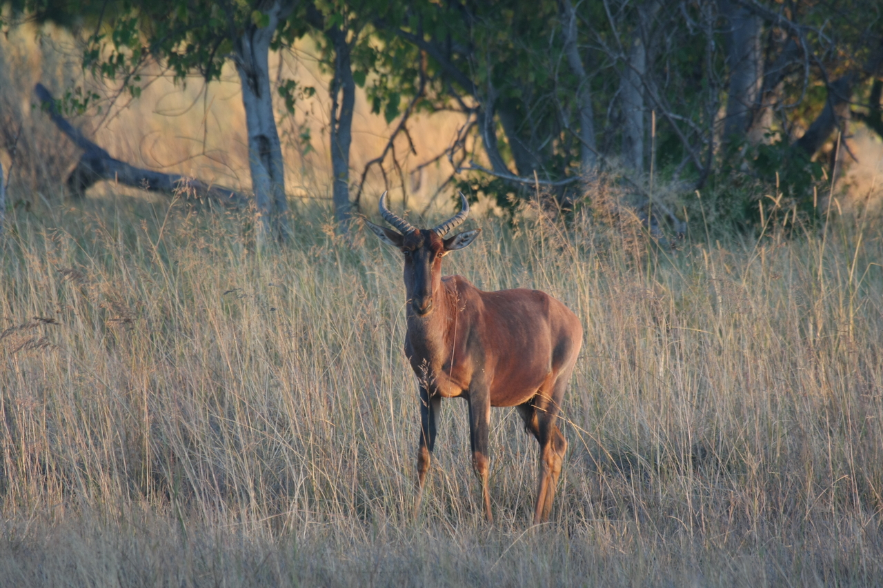 [17665] 2016_06_28_01_15_05_Africa_Canon_EOS_40D_IMG__00558.jpg