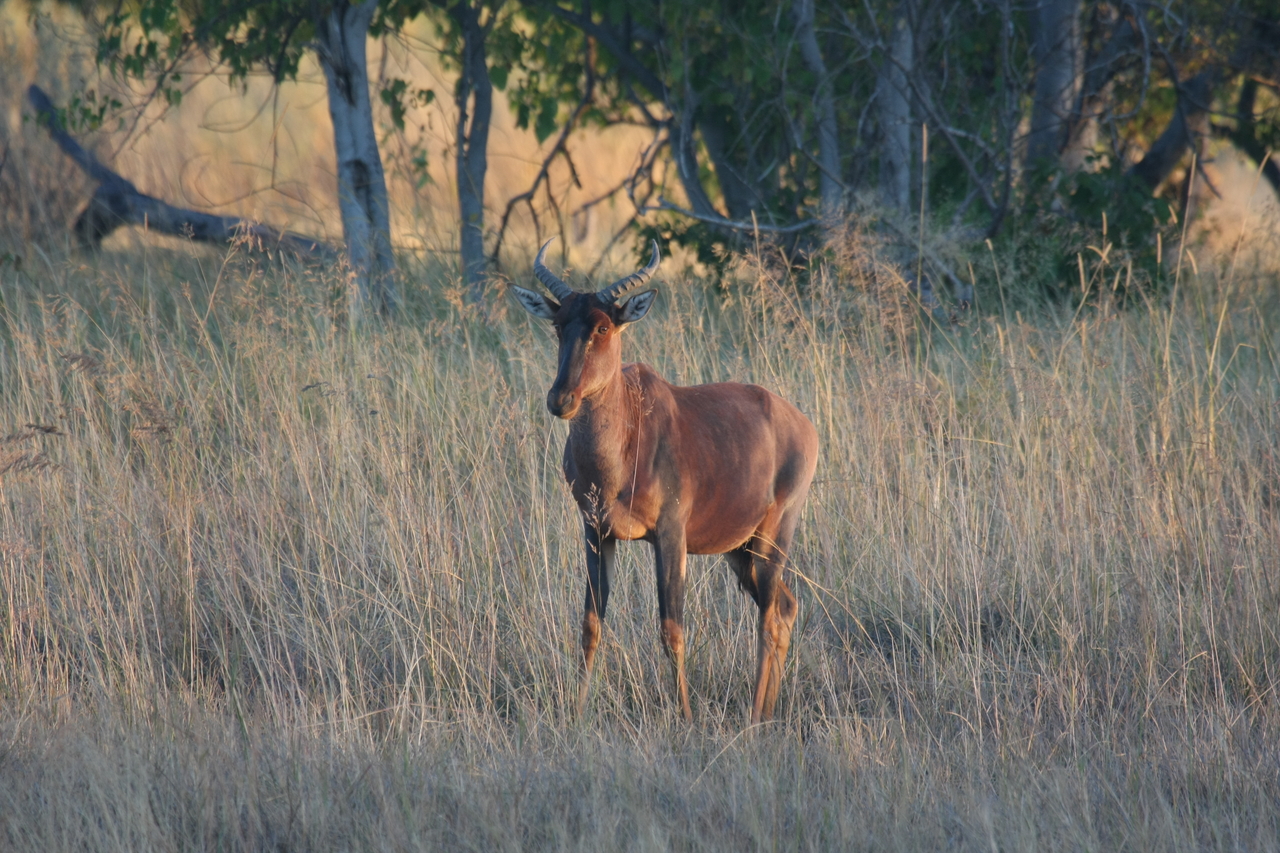 [17680] 2016_06_28_01_15_12_Africa_Canon_EOS_40D_IMG__00613.jpg