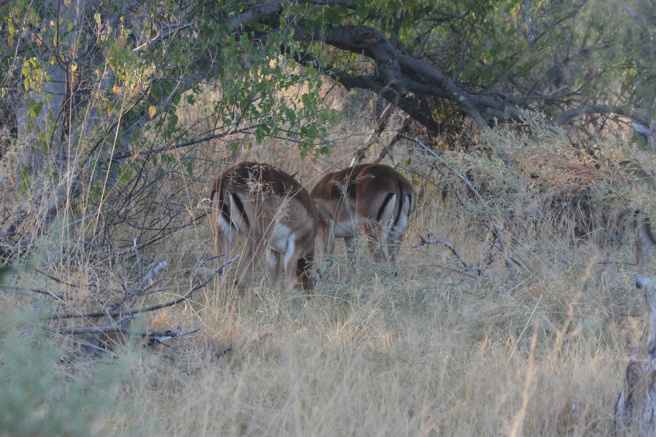 [17694] 2016_06_28_01_22_22_Africa_Canon_EOS_40D_IMG__00635.jpg