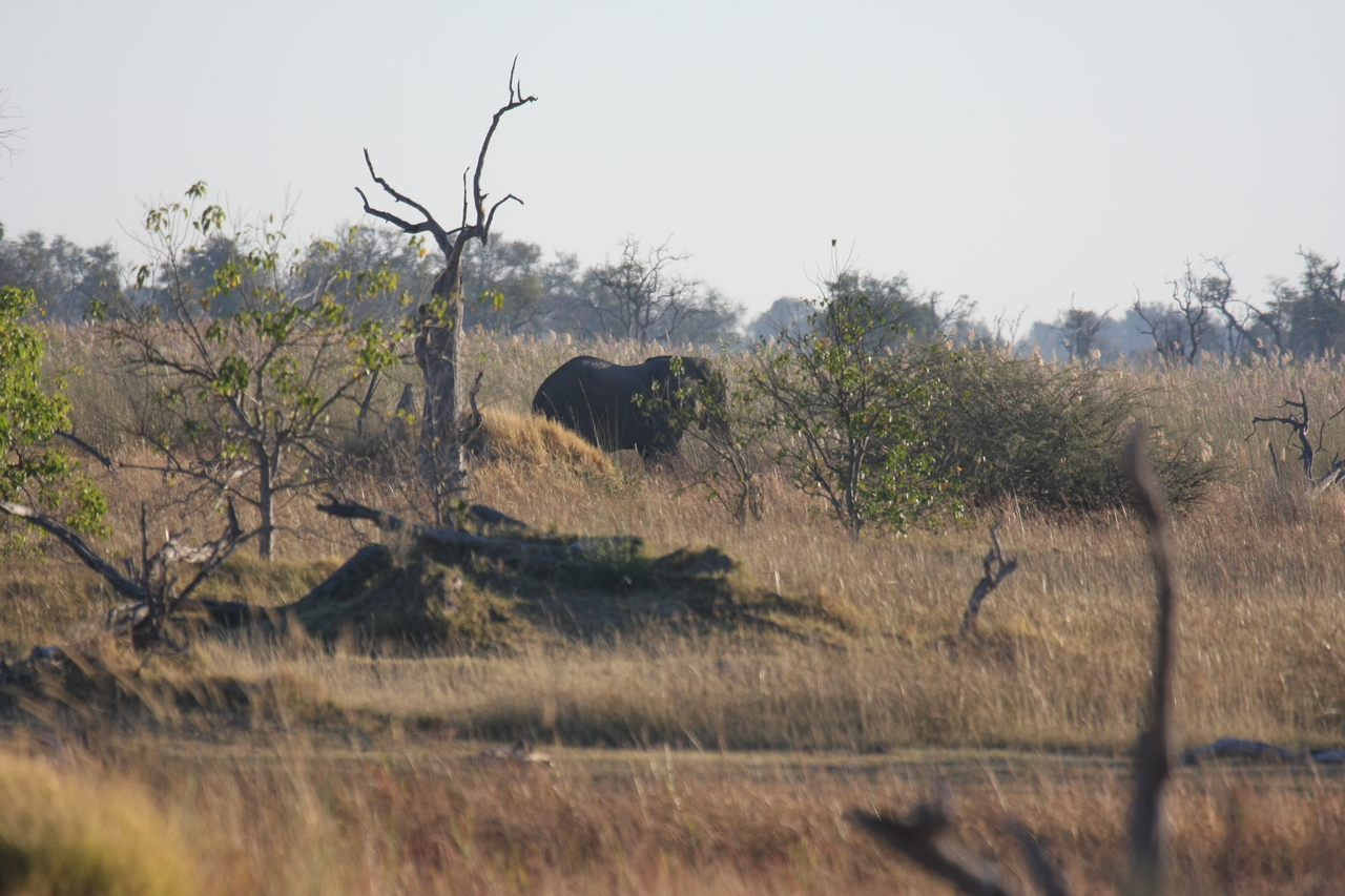 [17715] 2016_06_28_01_39_54_Africa_Canon_EOS_40D_IMG__10503.jpg