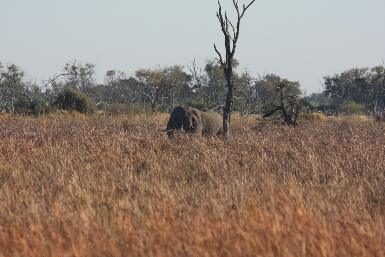 [17741] 2016_06_28_01_46_24_Africa_Canon_EOS_40D_IMG__03100.jpg