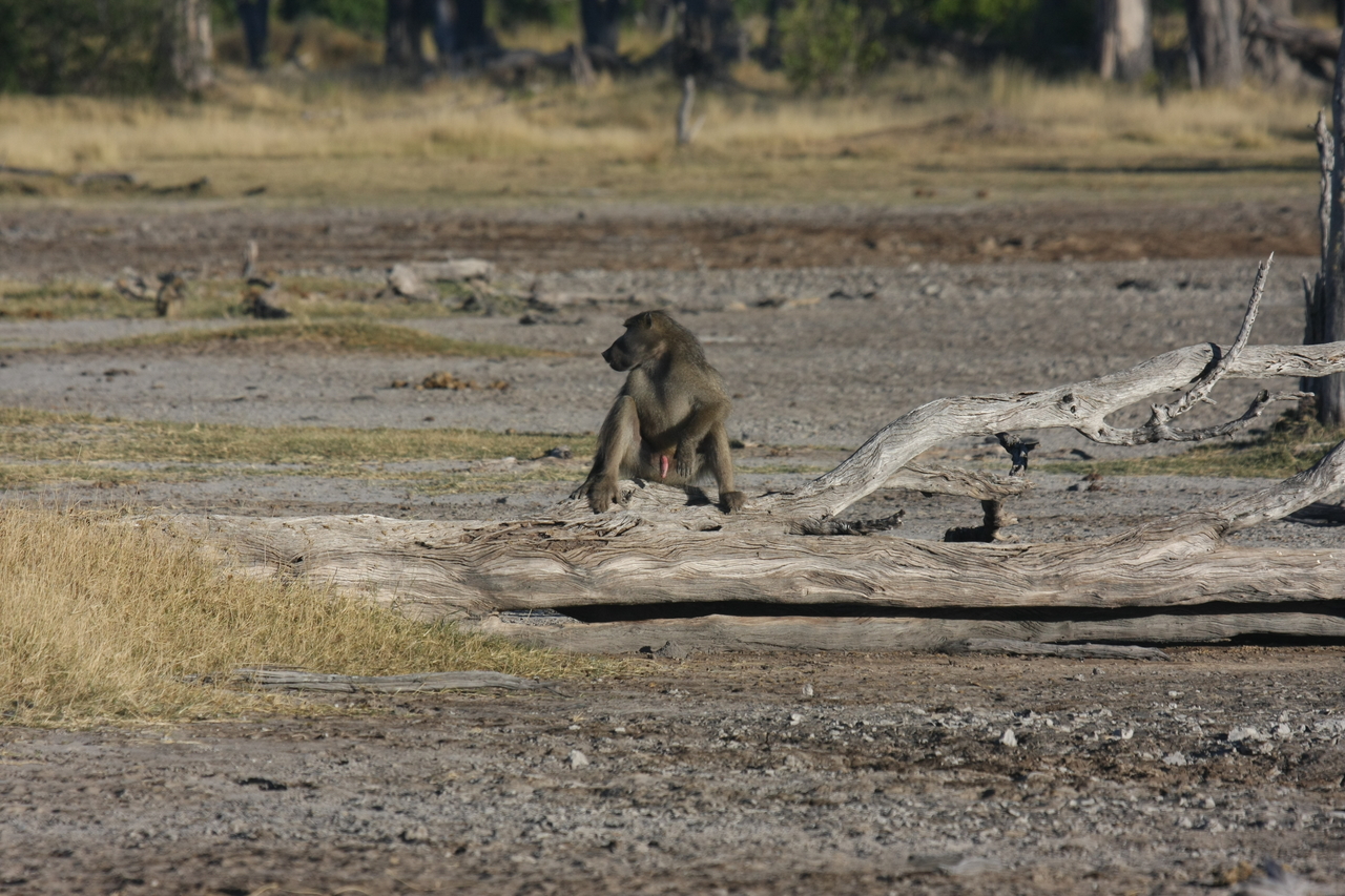 [17772] 2016_06_28_01_59_17_Africa_Canon_EOS_40D_IMG__03222.jpg