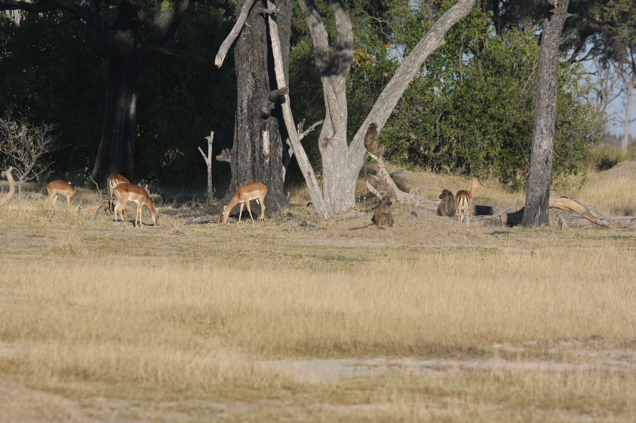 [17779] 2016_06_28_01_59_34_Africa_Canon_EOS_40D_IMG__10675.jpg