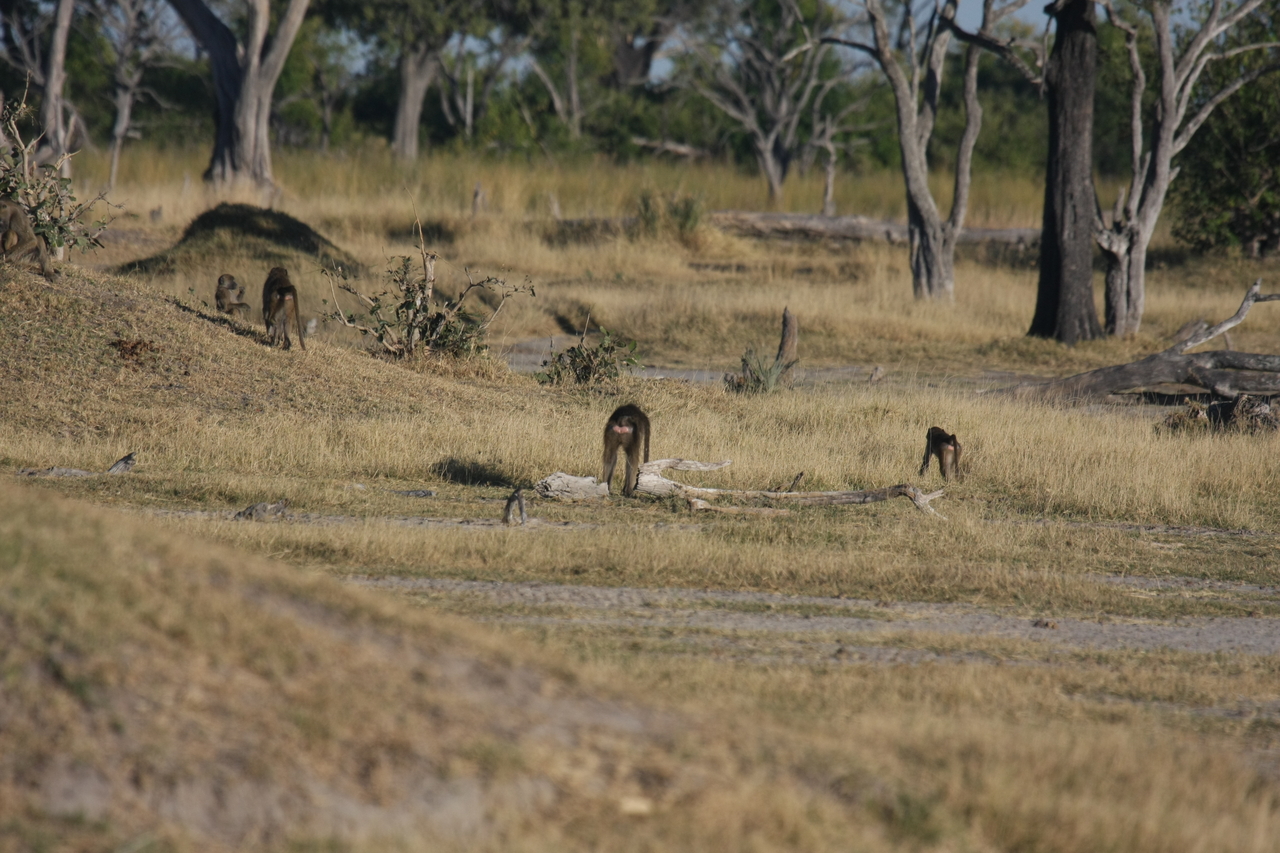 [17787] 2016_06_28_02_00_07_Africa_Canon_EOS_40D_IMG__00846.jpg