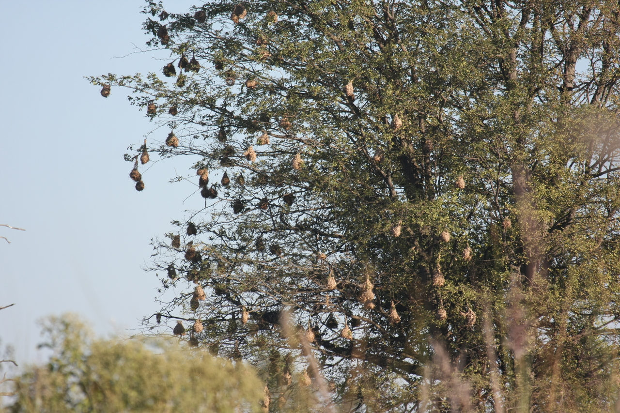 [17811] 2016_06_28_02_09_08_Africa_Canon_EOS_40D_IMG__00854.jpg