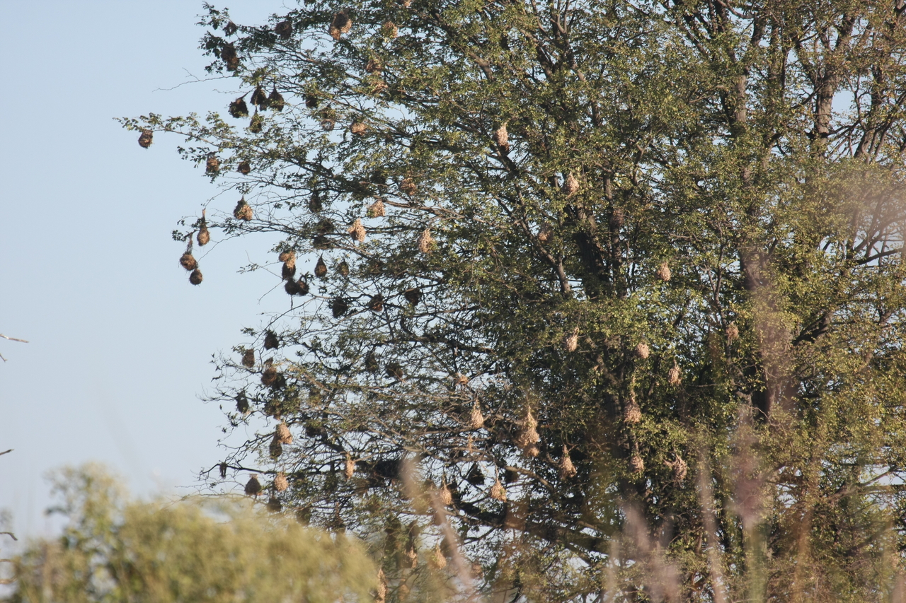 [17814] 2016_06_28_02_09_08_Africa_Canon_EOS_40D_IMG__03242.jpg