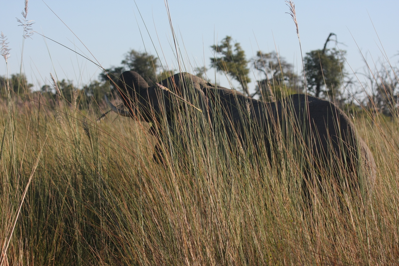 [17829] 2016_06_28_02_11_25_Africa_Canon_EOS_40D_IMG__00008.jpg