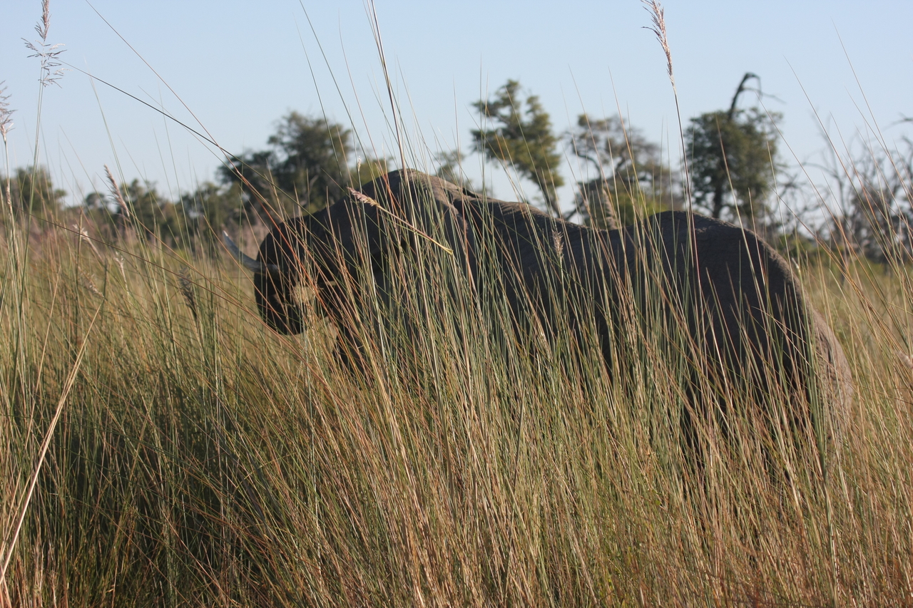 [17830] 2016_06_28_02_11_25_Africa_Canon_EOS_40D_IMG__00009.jpg