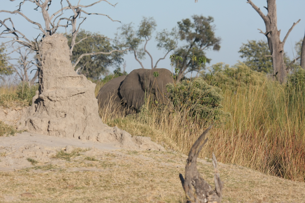 [17846] 2016_06_28_02_11_44_Africa_Canon_EOS_40D_IMG__09847.jpg