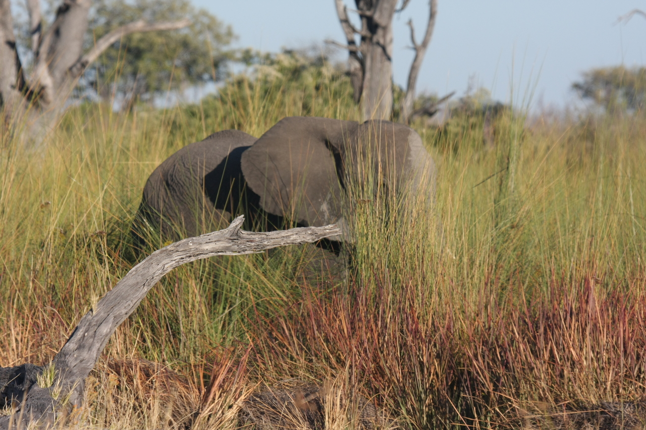 [17858] 2016_06_28_02_13_10_Africa_Canon_EOS_40D_IMG__02405.jpg