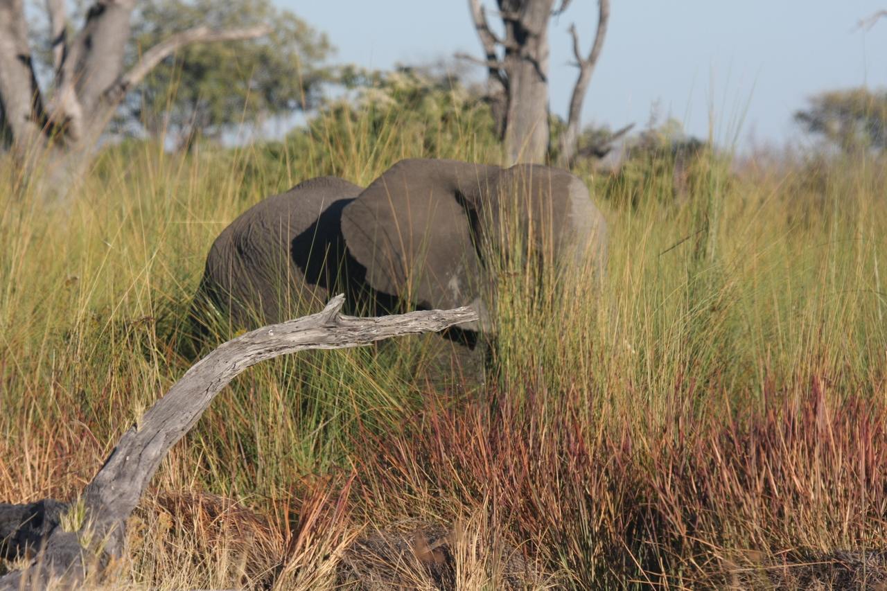 [17859] 2016_06_28_02_13_10_Africa_Canon_EOS_40D_IMG__02406.jpg