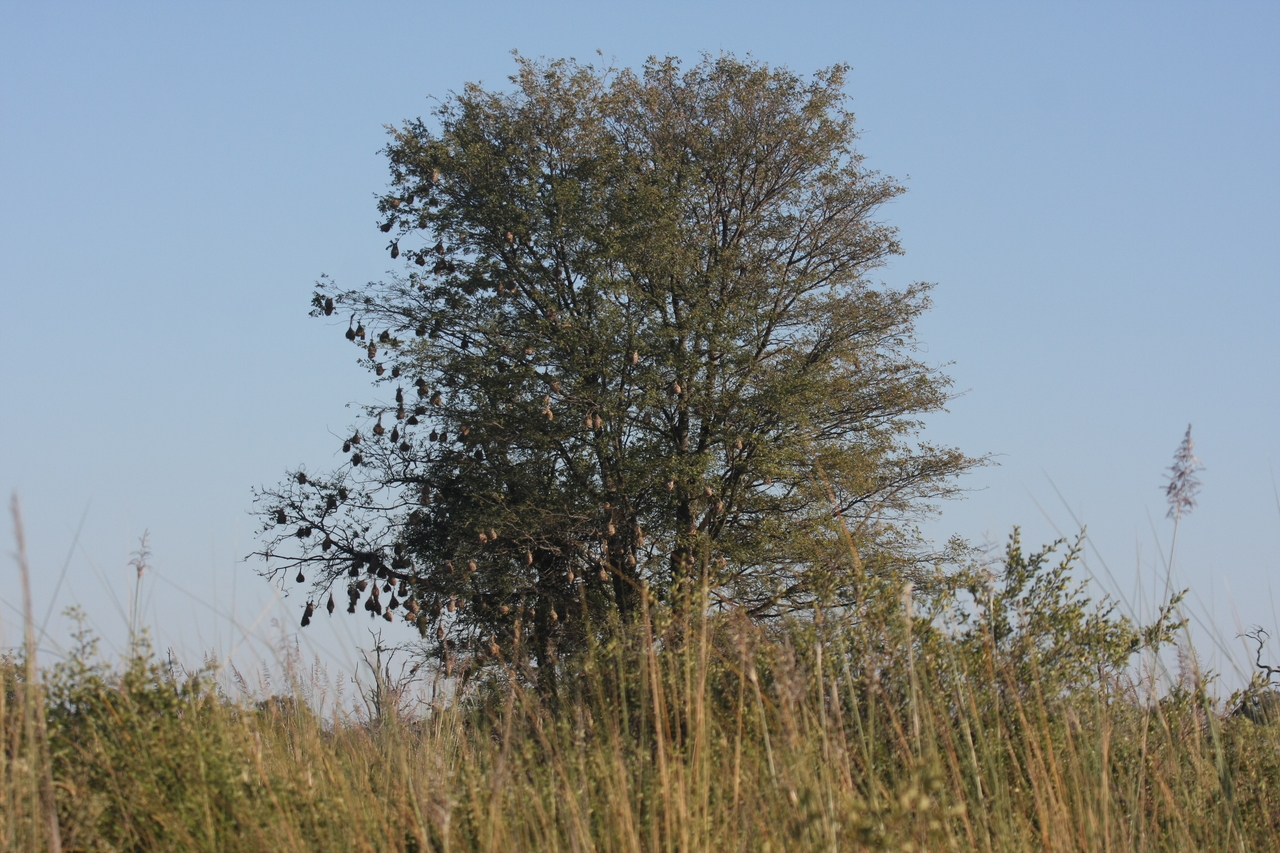 [17867] 2016_06_28_02_13_26_Africa_Canon_EOS_40D_IMG__09855.jpg