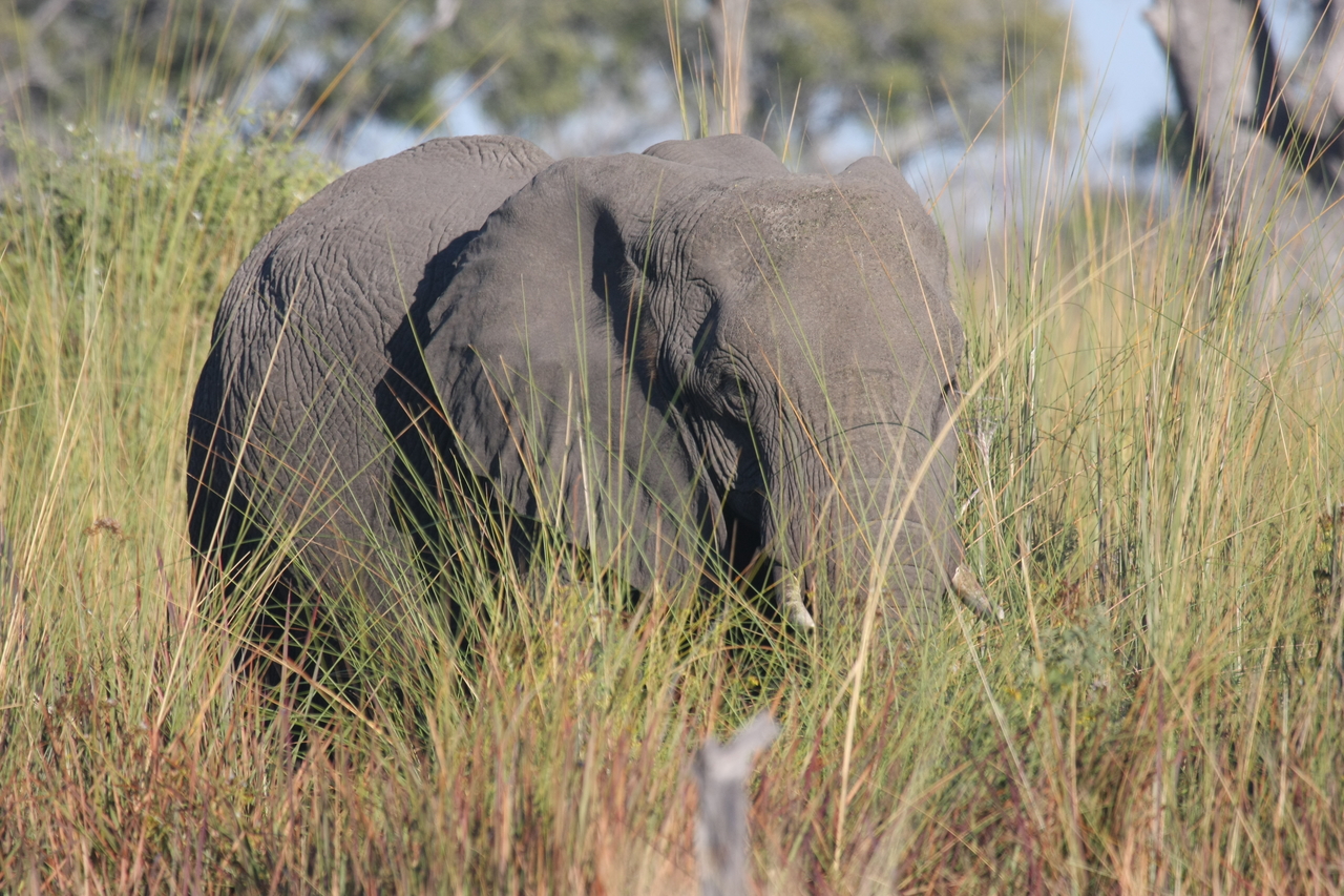 [17896] 2016_06_28_02_16_23_Africa_Canon_EOS_40D_IMG__00033.jpg