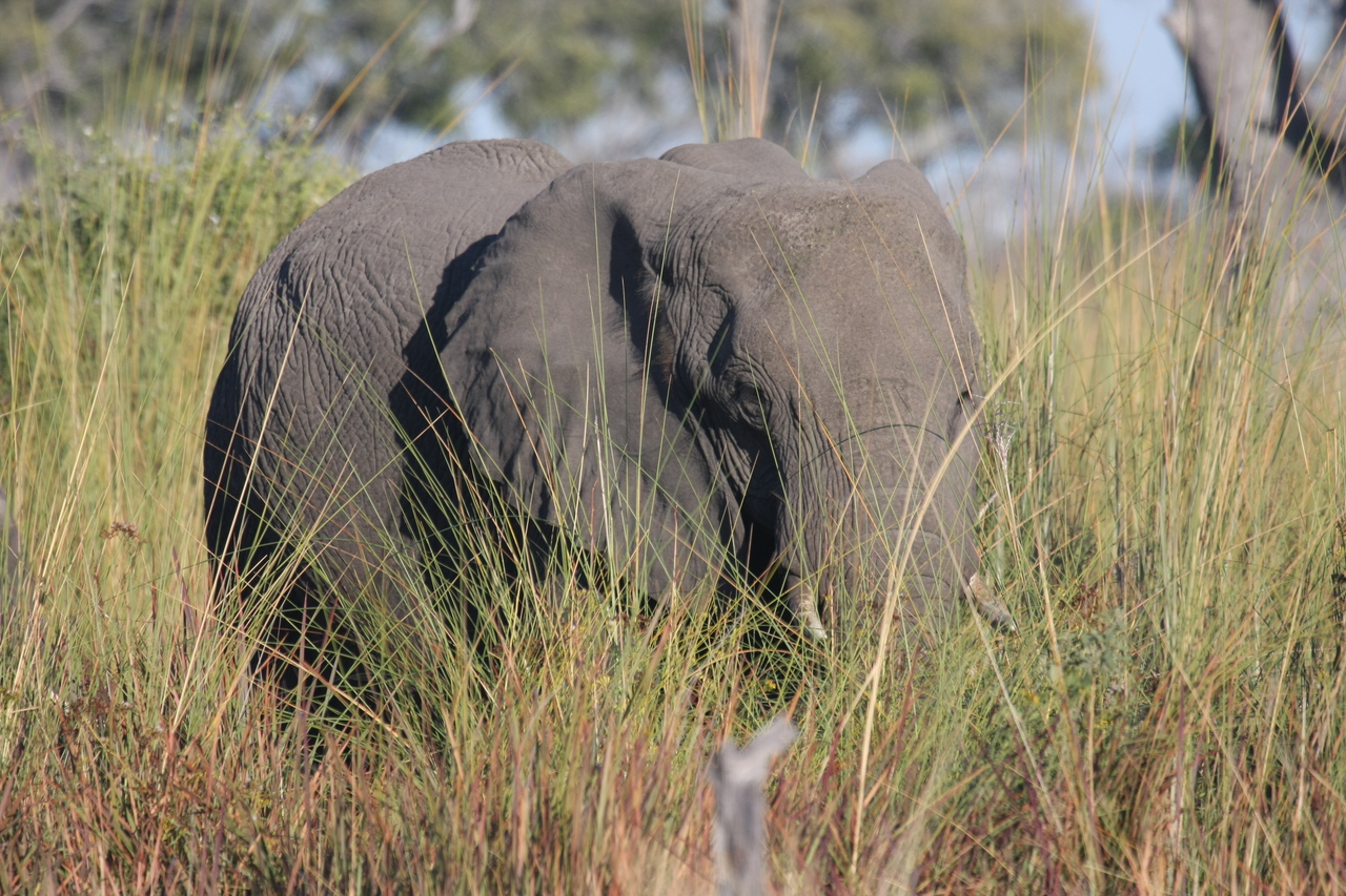 [17899] 2016_06_28_02_16_23_Africa_Canon_EOS_40D_IMG__09866.jpg