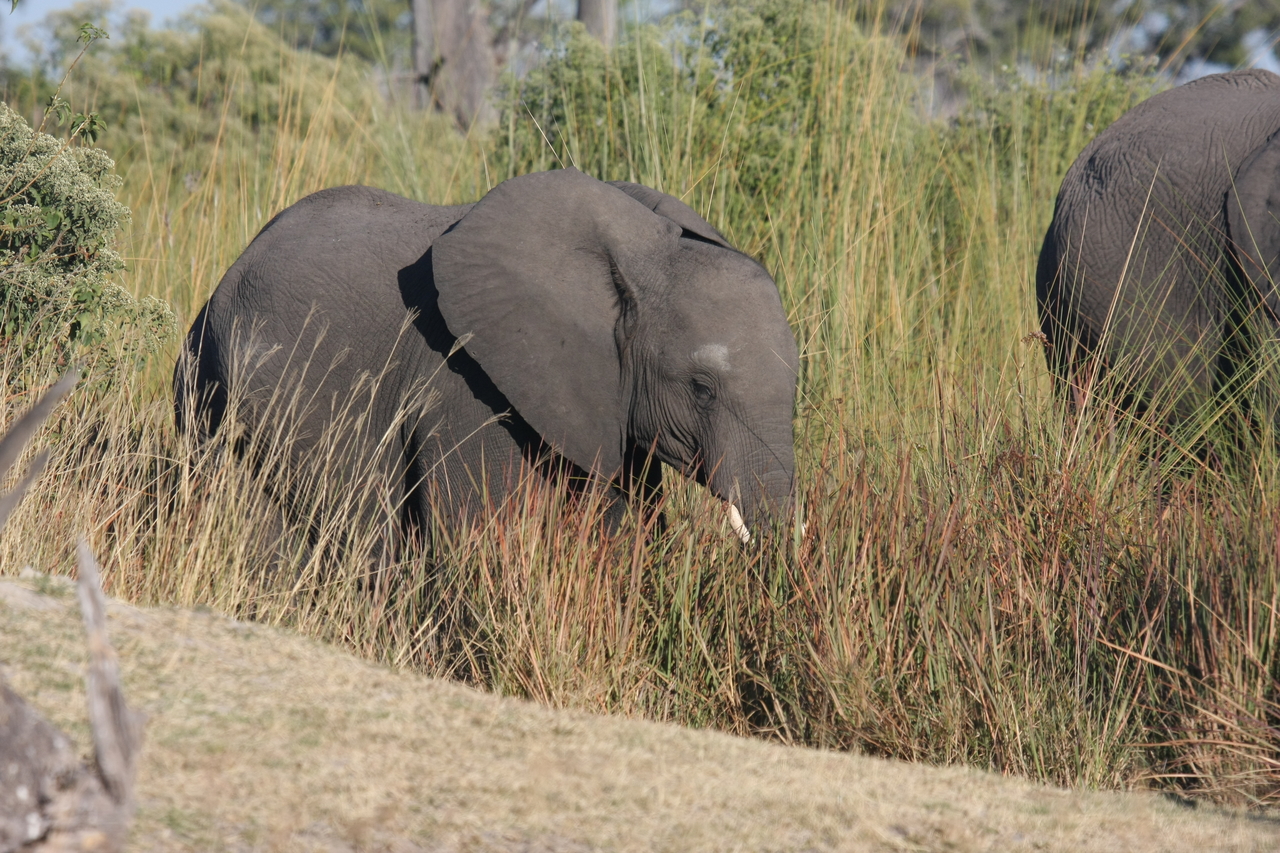 [17910] 2016_06_28_02_17_16_Africa_Canon_EOS_40D_IMG__02425.jpg