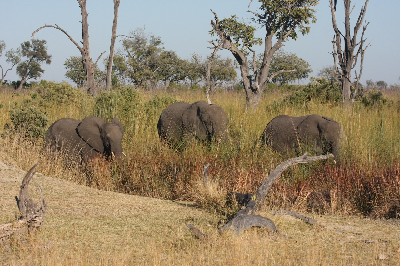 [17918] 2016_06_28_02_18_01_Africa_Canon_EOS_40D_IMG__09874.jpg