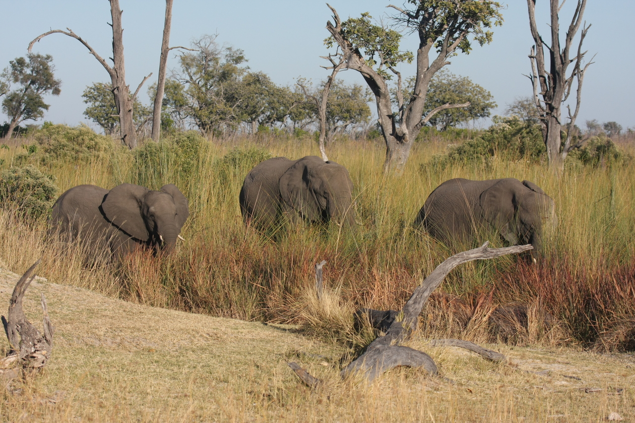 [17921] 2016_06_28_02_18_11_Africa_Canon_EOS_40D_IMG__02428.jpg