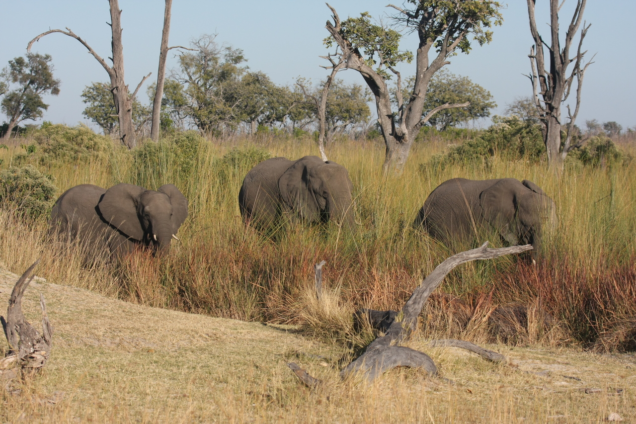 [17922] 2016_06_28_02_18_11_Africa_Canon_EOS_40D_IMG__02429.jpg