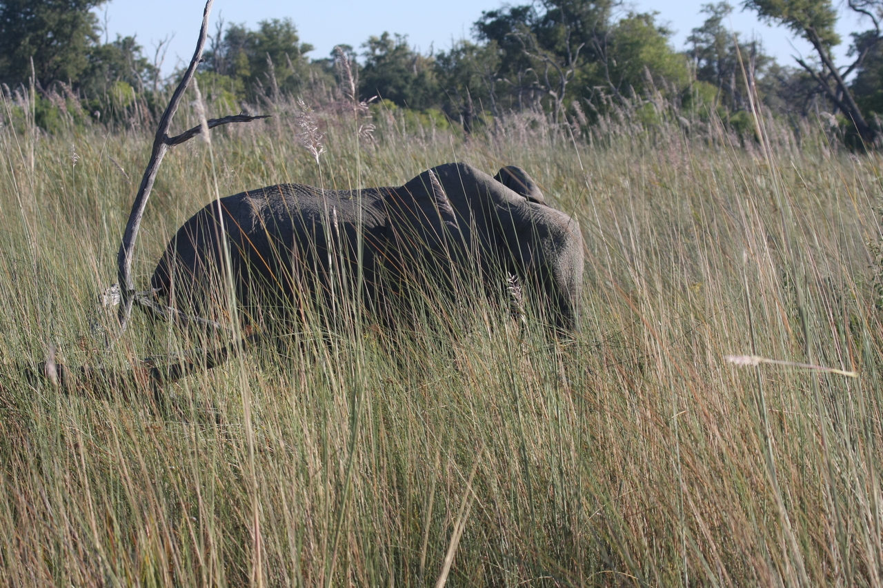 [17929] 2016_06_28_02_18_28_Africa_Canon_EOS_40D_IMG__00045.jpg