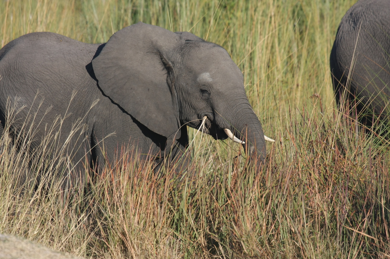 [17937] 2016_06_28_02_18_38_Africa_Canon_EOS_40D_IMG__02435.jpg