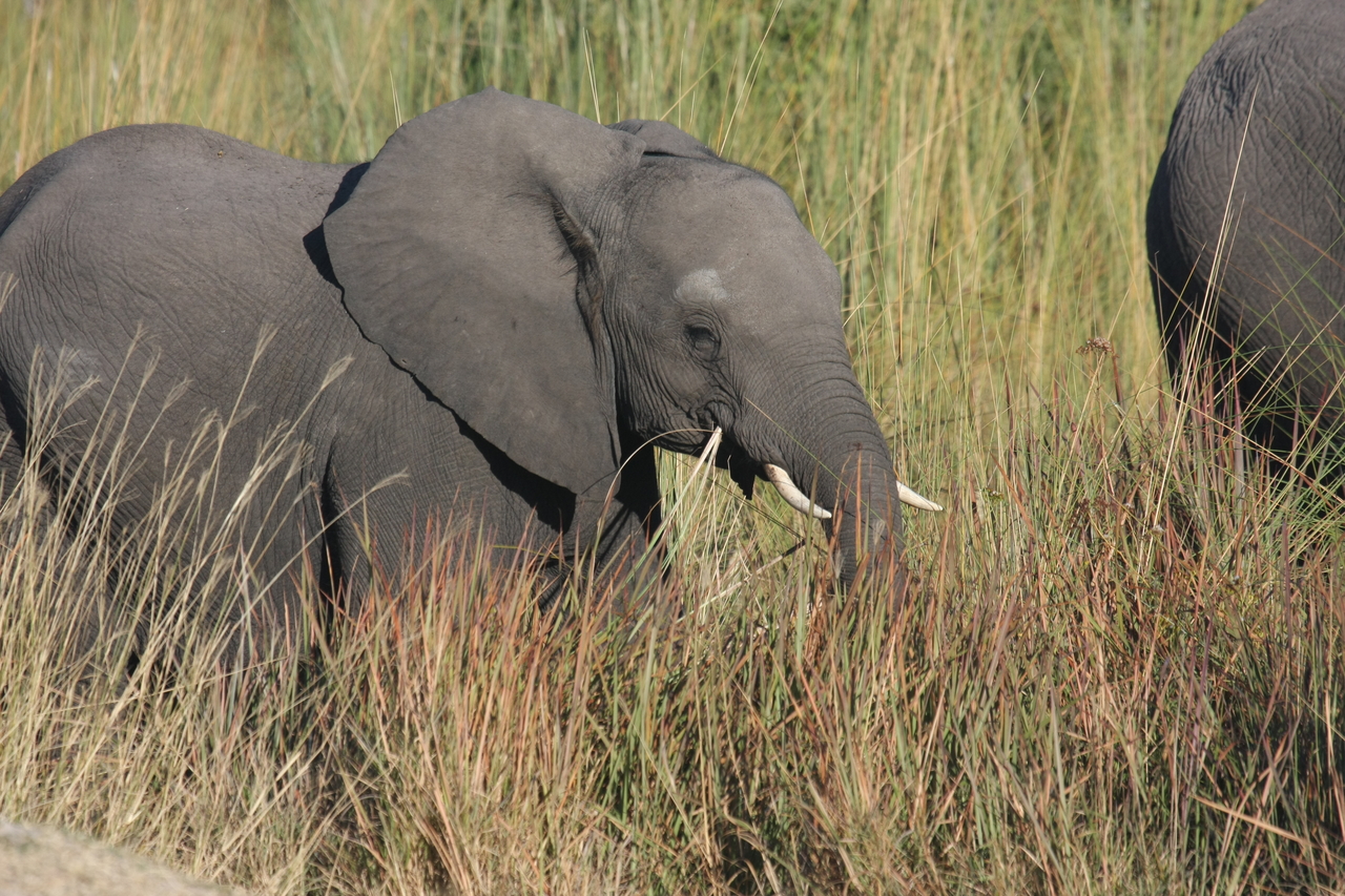 [17938] 2016_06_28_02_18_38_Africa_Canon_EOS_40D_IMG__09880.jpg