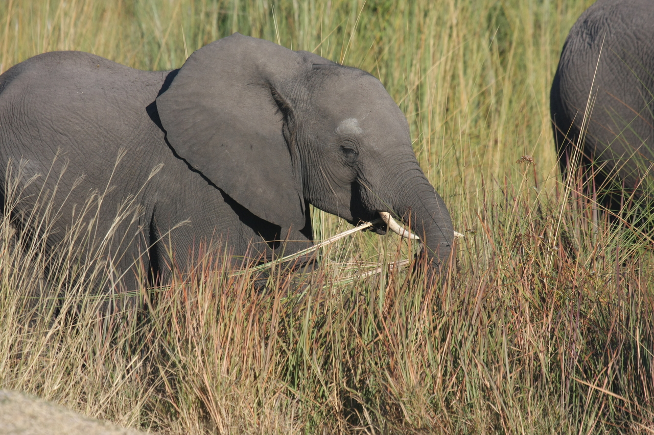 [17942] 2016_06_28_02_18_39_Africa_Canon_EOS_40D_IMG__02436.jpg