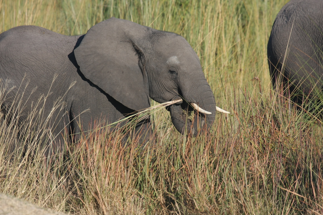 [17946] 2016_06_28_02_18_40_Africa_Canon_EOS_40D_IMG__00051.jpg