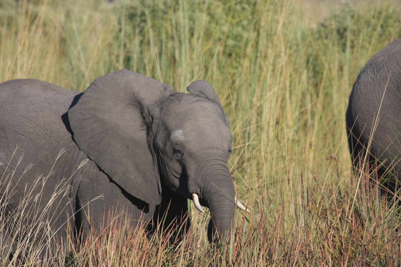 [17958] 2016_06_28_02_18_46_Africa_Canon_EOS_40D_IMG__09887.jpg