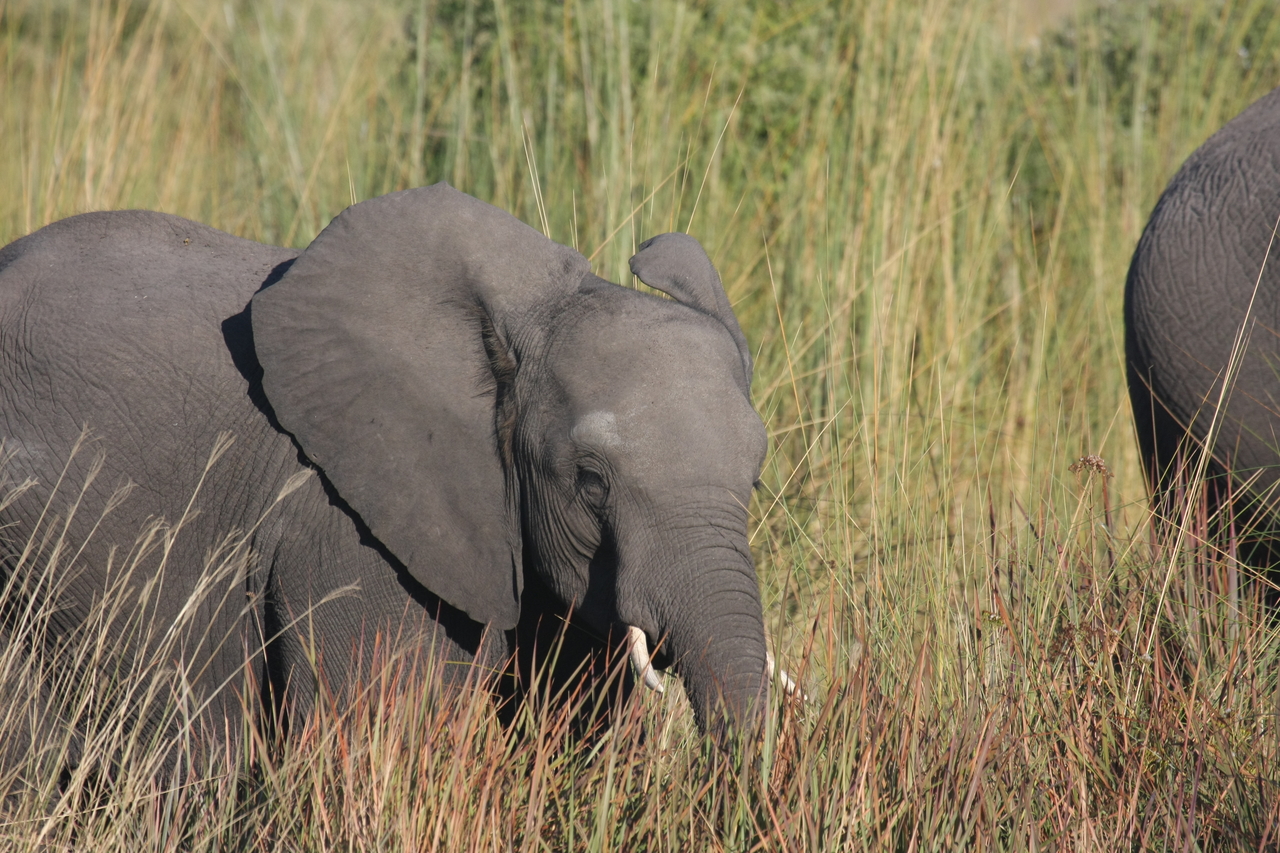 [17961] 2016_06_28_02_18_47_Africa_Canon_EOS_40D_IMG__00056.jpg