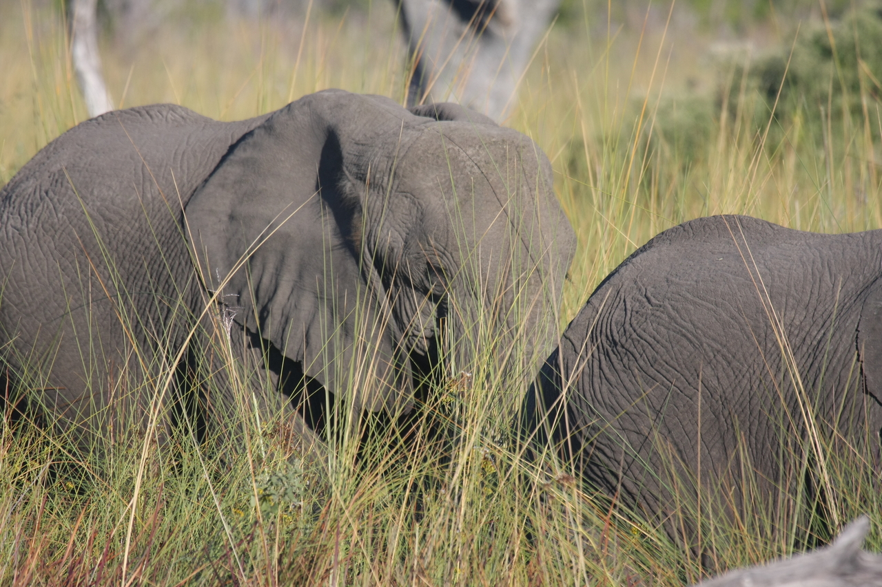 [17967] 2016_06_28_02_18_54_Africa_Canon_EOS_40D_IMG__02446.jpg