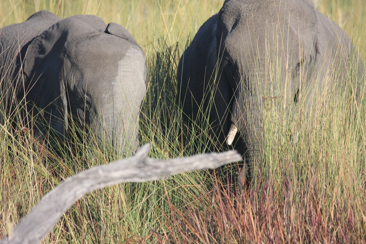 [17972] 2016_06_28_02_19_09_Africa_Canon_EOS_40D_IMG__09894.jpg