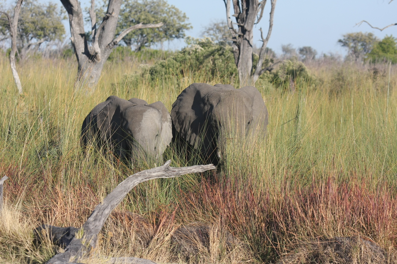 [17977] 2016_06_28_02_19_12_Africa_Canon_EOS_40D_IMG__09895.jpg