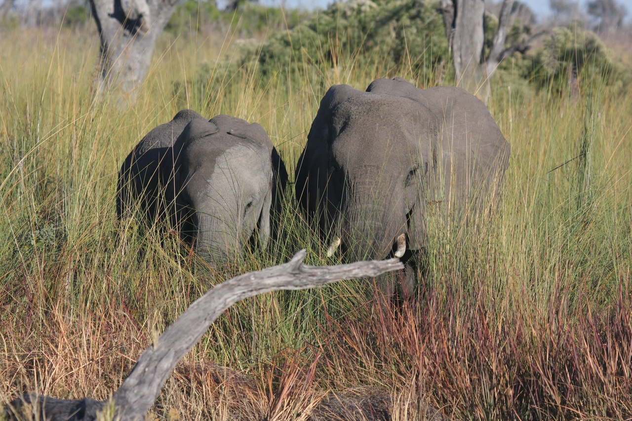 [17979] 2016_06_28_02_19_15_Africa_Canon_EOS_40D_IMG__00063.jpg