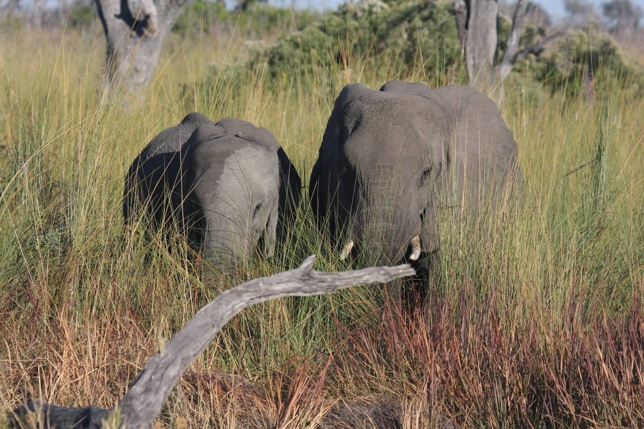 [17984] 2016_06_28_02_19_15_Africa_Canon_EOS_40D_IMG__09898.jpg