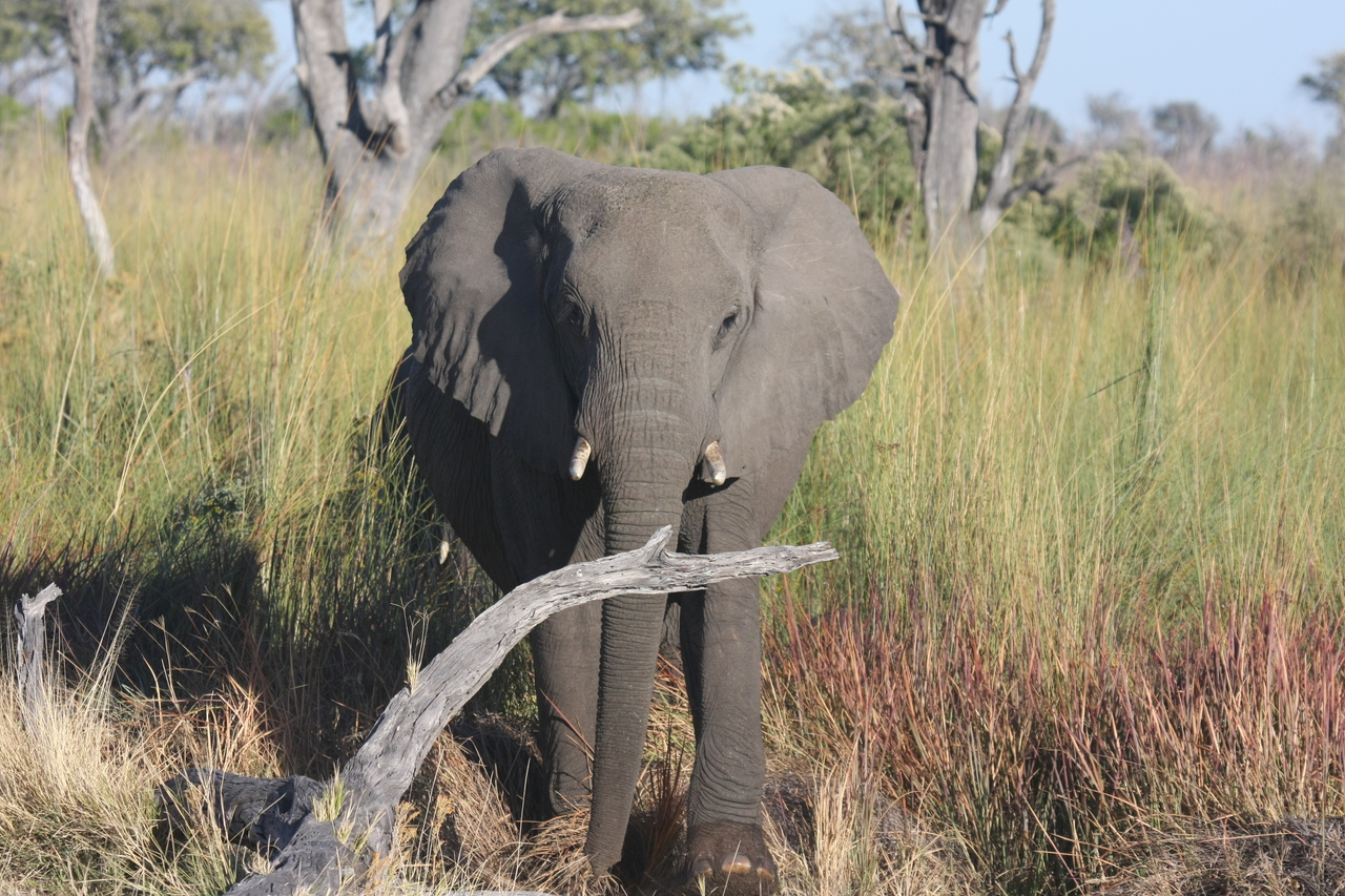 [17995] 2016_06_28_02_19_25_Africa_Canon_EOS_40D_IMG__02455.jpg