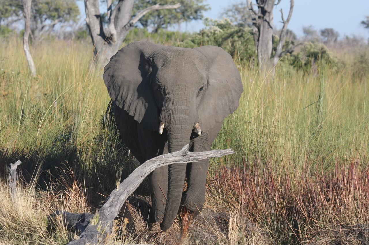 [17997] 2016_06_28_02_19_25_Africa_Canon_EOS_40D_IMG__09901.jpg