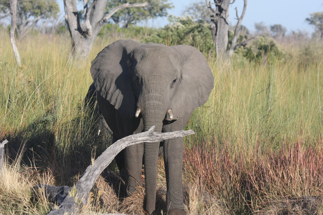 [17999] 2016_06_28_02_19_25_Africa_Canon_EOS_40D_IMG__09904.jpg