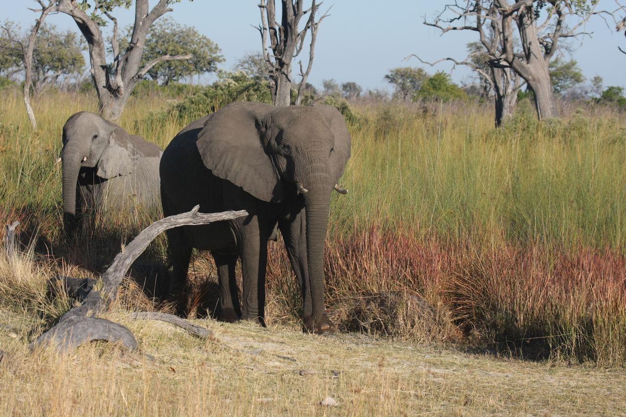 [18001] 2016_06_28_02_19_28_Africa_Canon_EOS_40D_IMG__00072.jpg