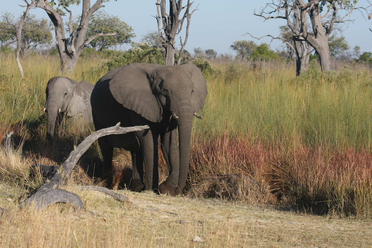 [18004] 2016_06_28_02_19_28_Africa_Canon_EOS_40D_IMG__09905.jpg