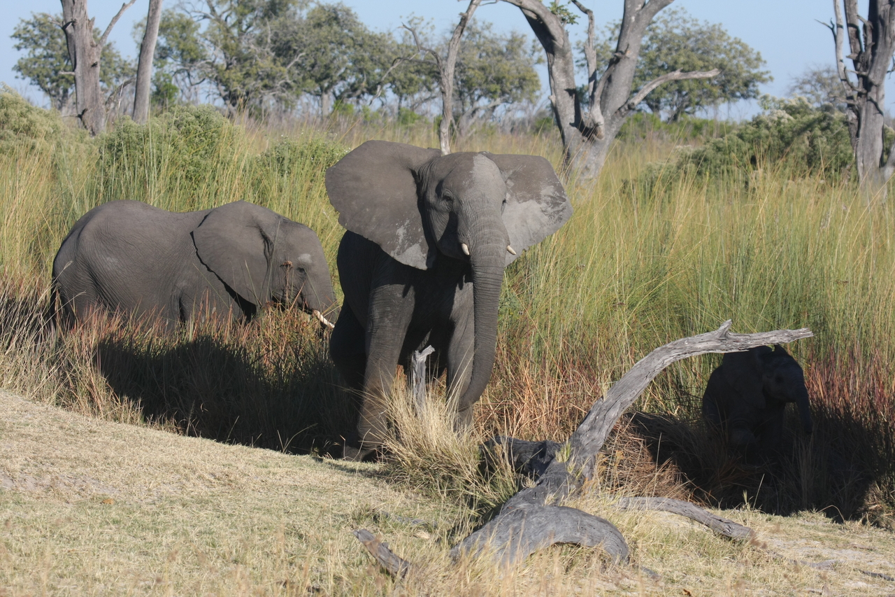 [18008] 2016_06_28_02_19_32_Africa_Canon_EOS_40D_IMG__00075.jpg