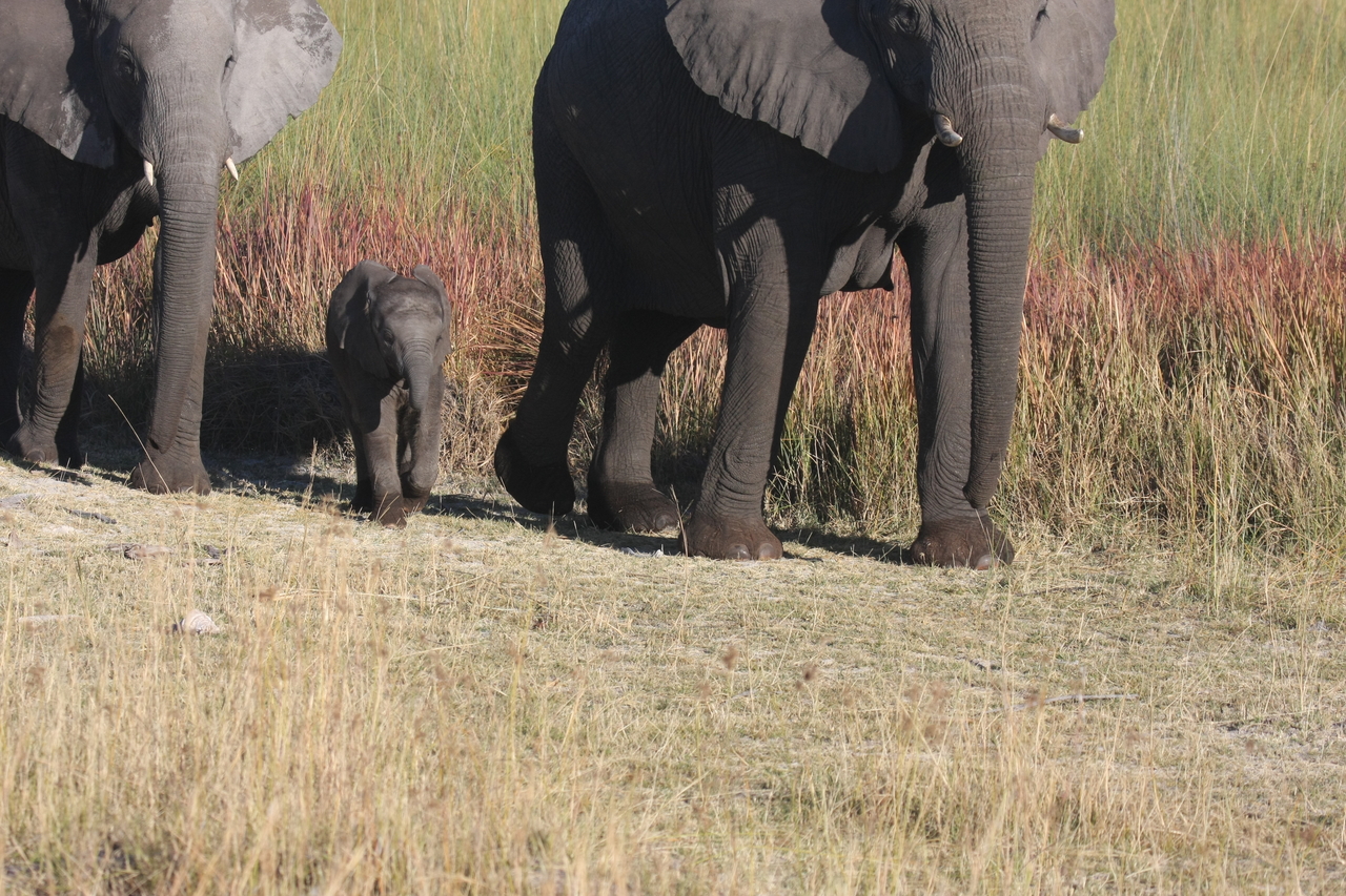 [18015] 2016_06_28_02_19_39_Africa_Canon_EOS_40D_IMG__00076.jpg