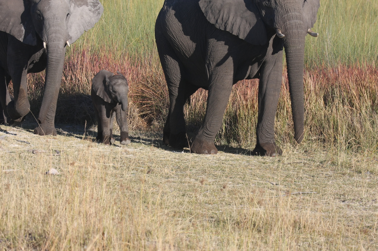 [18018] 2016_06_28_02_19_39_Africa_Canon_EOS_40D_IMG__02464.jpg