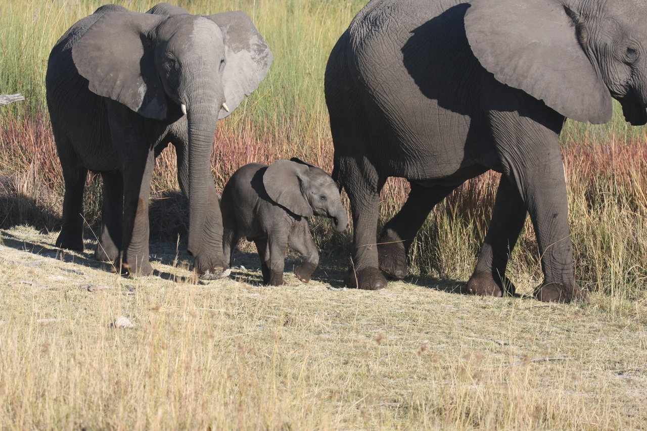 [18022] 2016_06_28_02_19_40_Africa_Canon_EOS_40D_IMG__02465.jpg