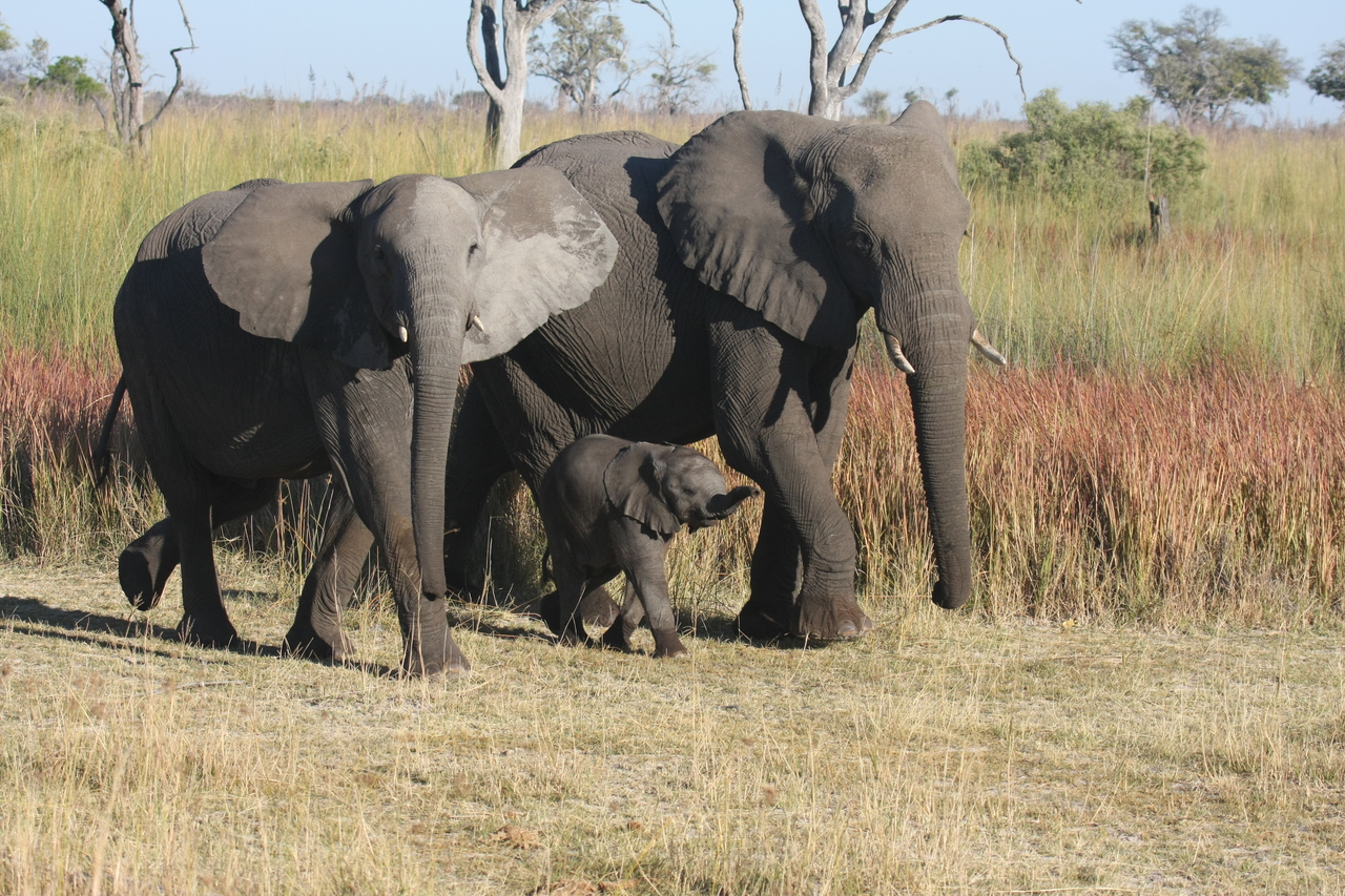 [18038] 2016_06_28_02_19_45_Africa_Canon_EOS_40D_IMG__00086.jpg