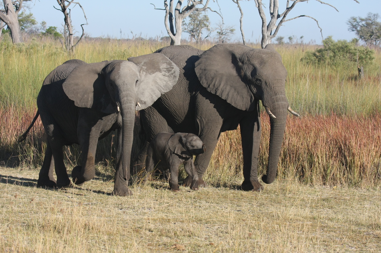 [18042] 2016_06_28_02_19_45_Africa_Canon_EOS_40D_IMG__09918.jpg