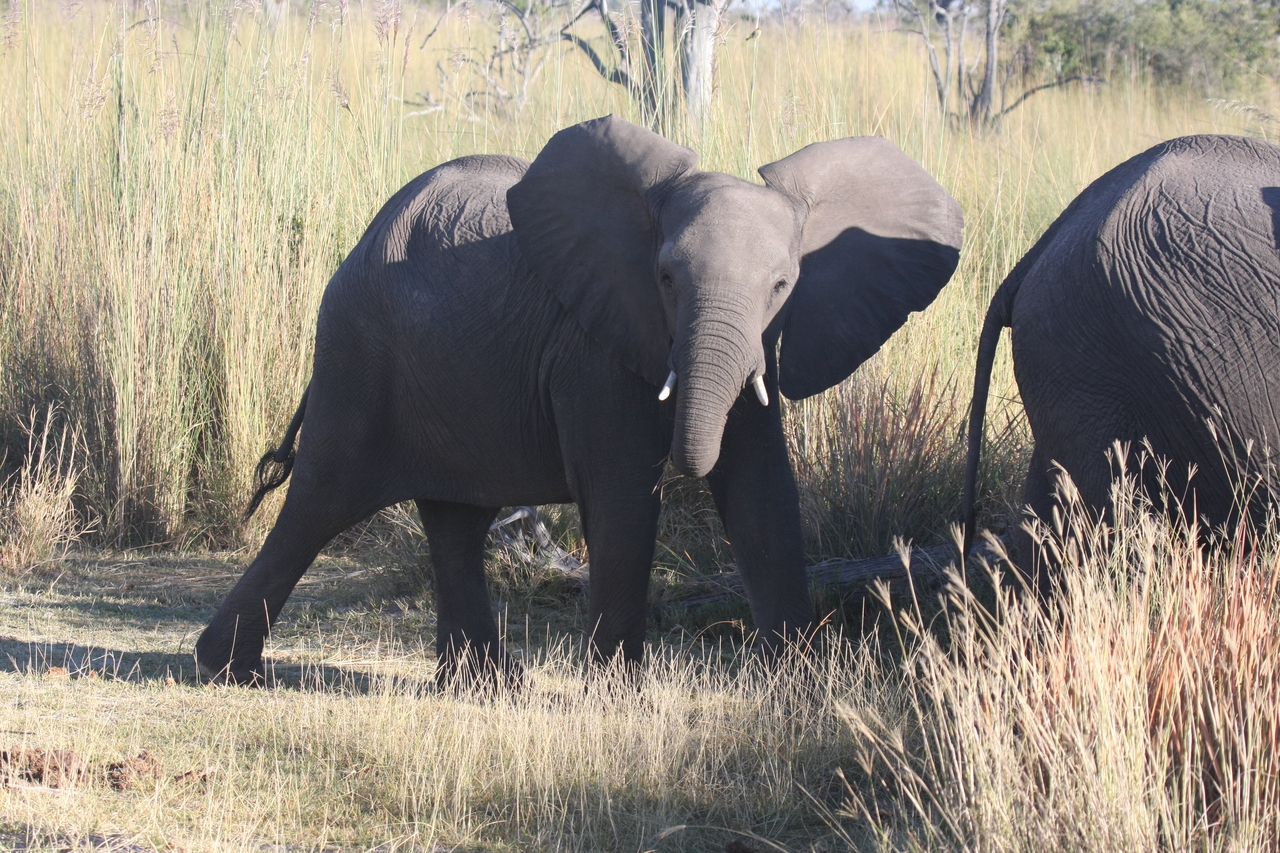 [18072] 2016_06_28_02_20_17_Africa_Canon_EOS_40D_IMG__02483.jpg