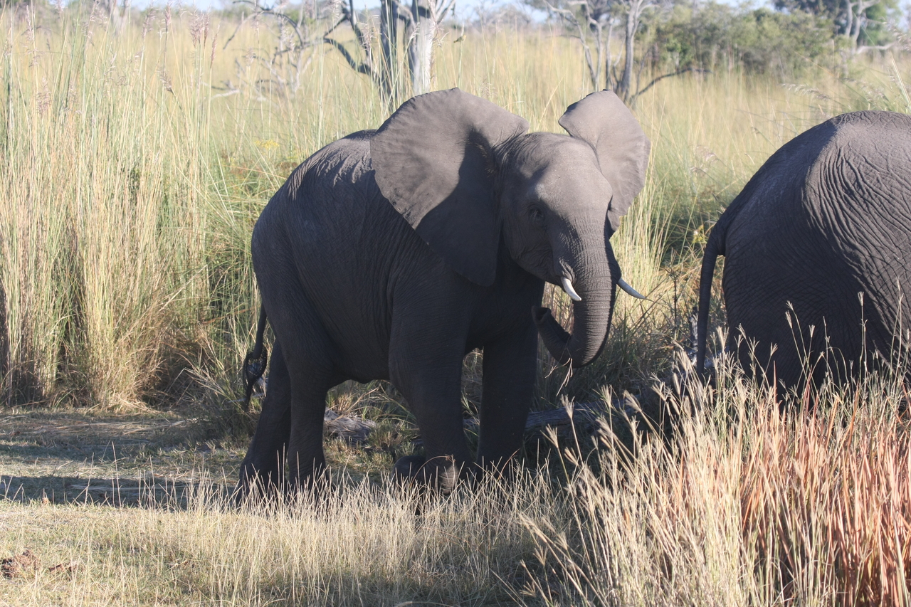 [18080] 2016_06_28_02_20_18_Africa_Canon_EOS_40D_IMG__09933.jpg