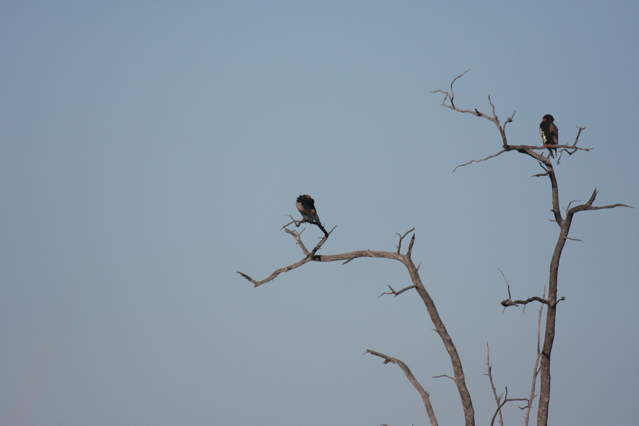 [18082] 2016_06_28_02_24_17_Africa_Canon_EOS_40D_IMG__02487.jpg