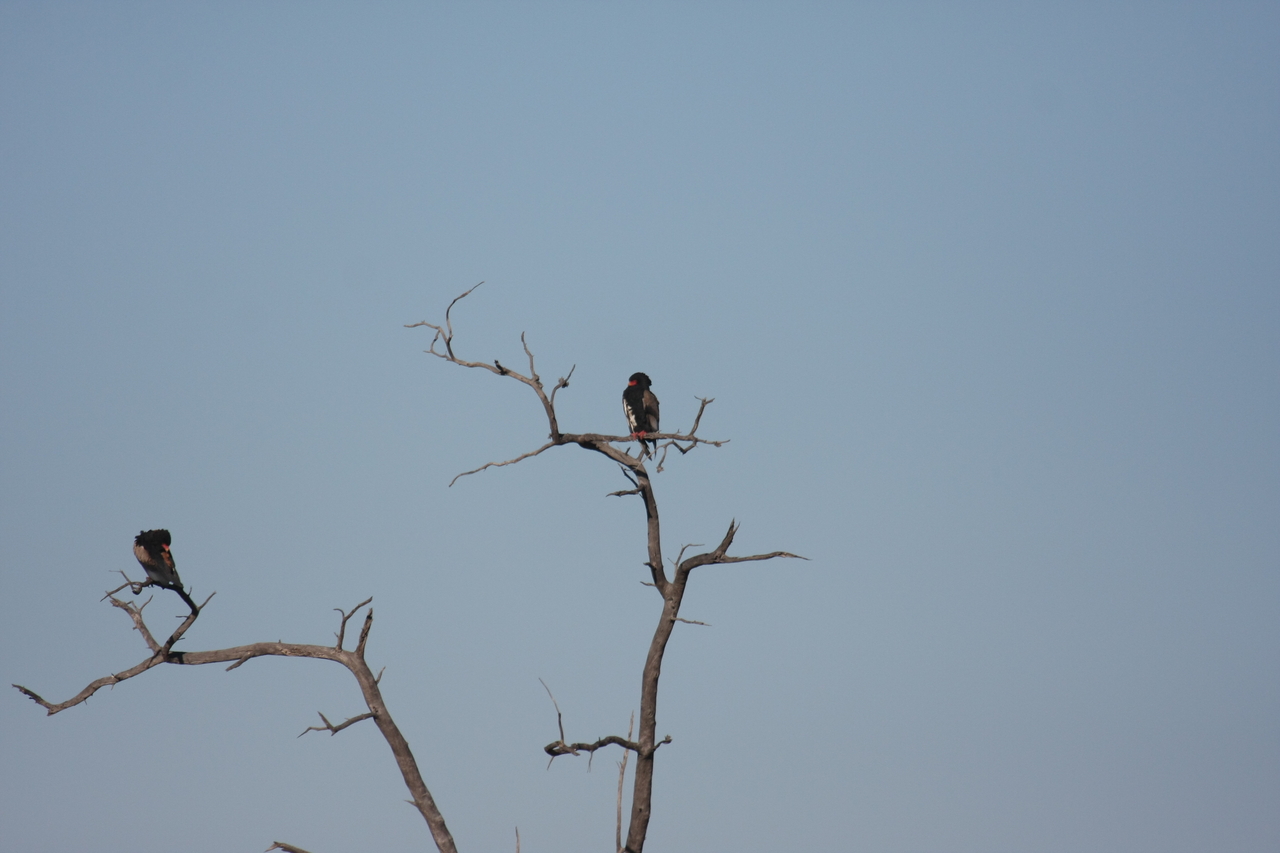 [18087] 2016_06_28_02_24_23_Africa_Canon_EOS_40D_IMG__02488.jpg